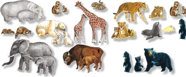 animales