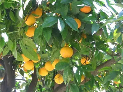 primaryPic_oranges (reduced).jpg
