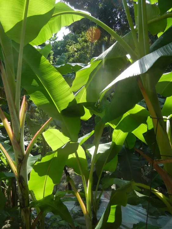 hoja de platano